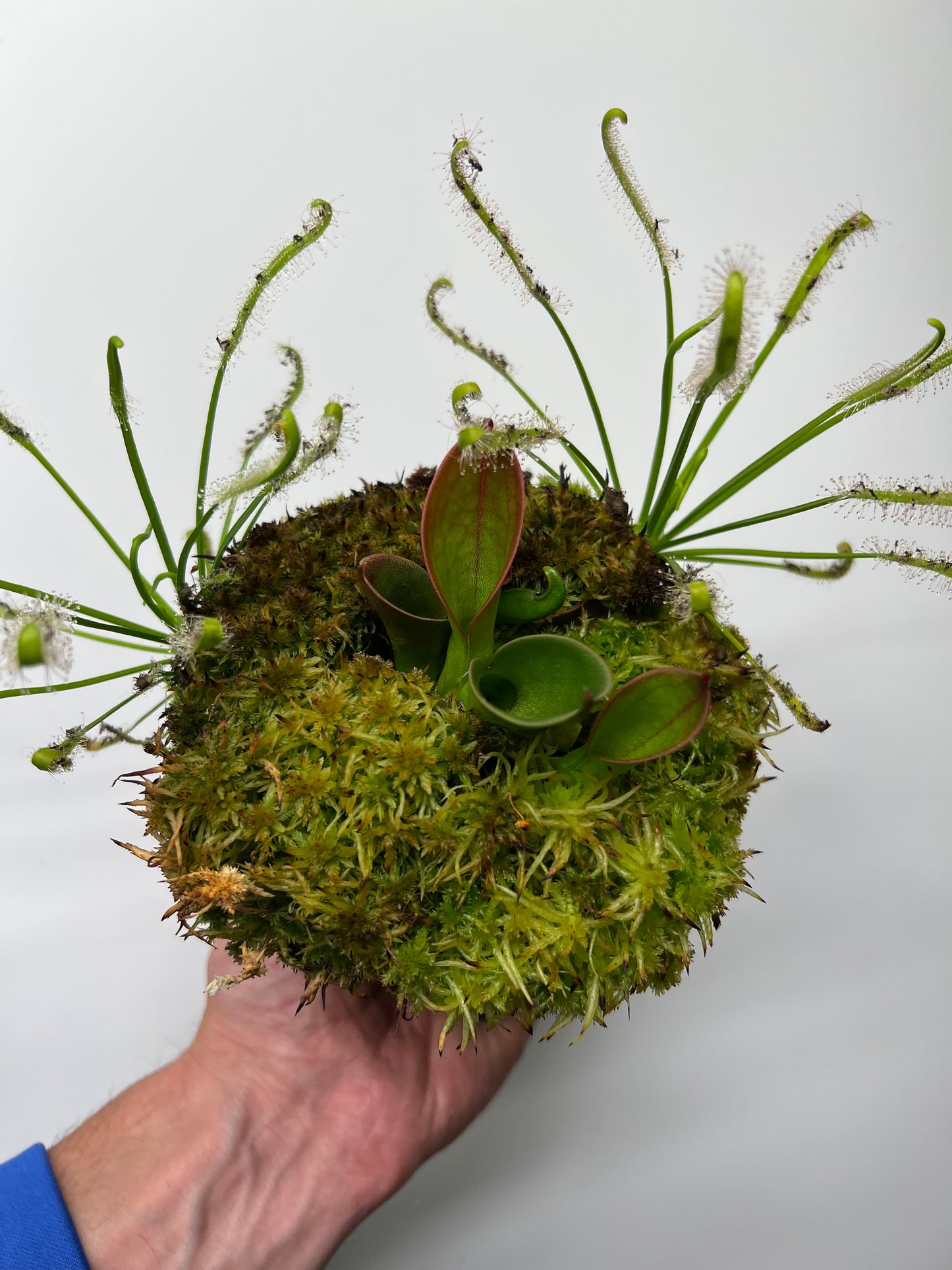 Heliamphora hispida (Cerro Neblina)