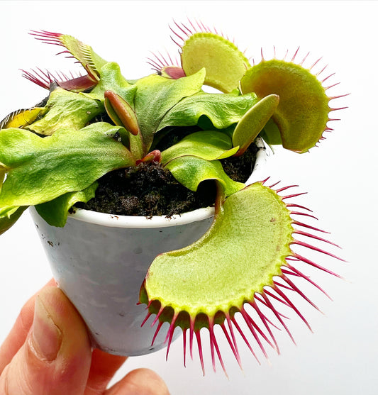 Dionaea muscipula (Venus flytrap) - Typical, Seed Grown