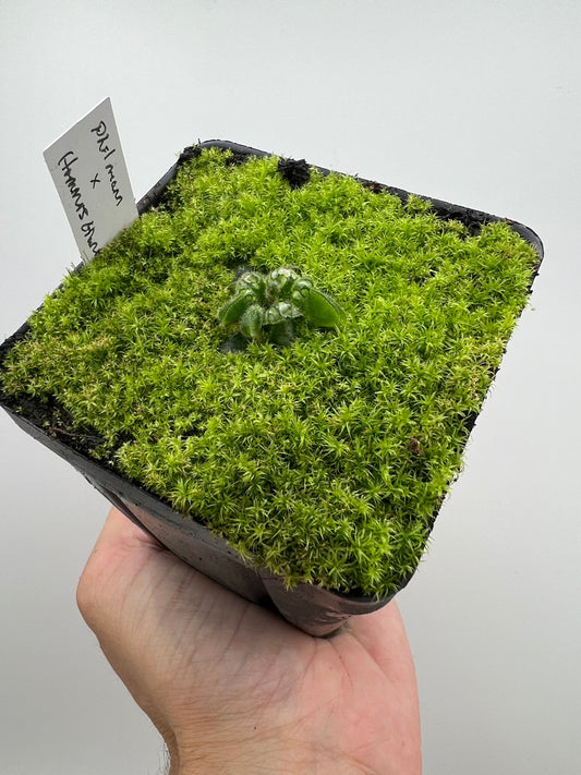 Cephalotus follicularis “Phil Mann” x “Hummers Giant”