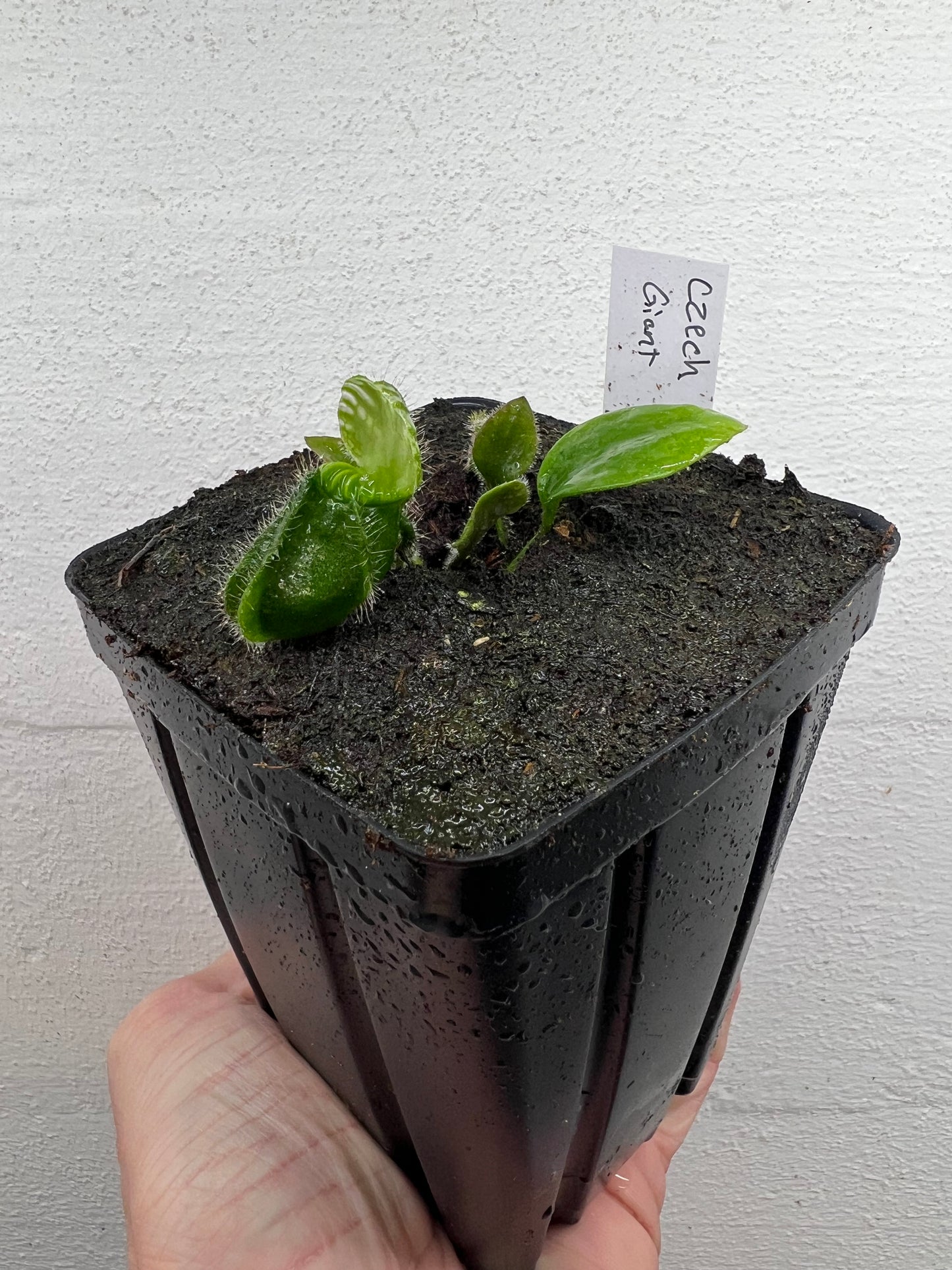 Cephalotus follicularis “Czech Giant”