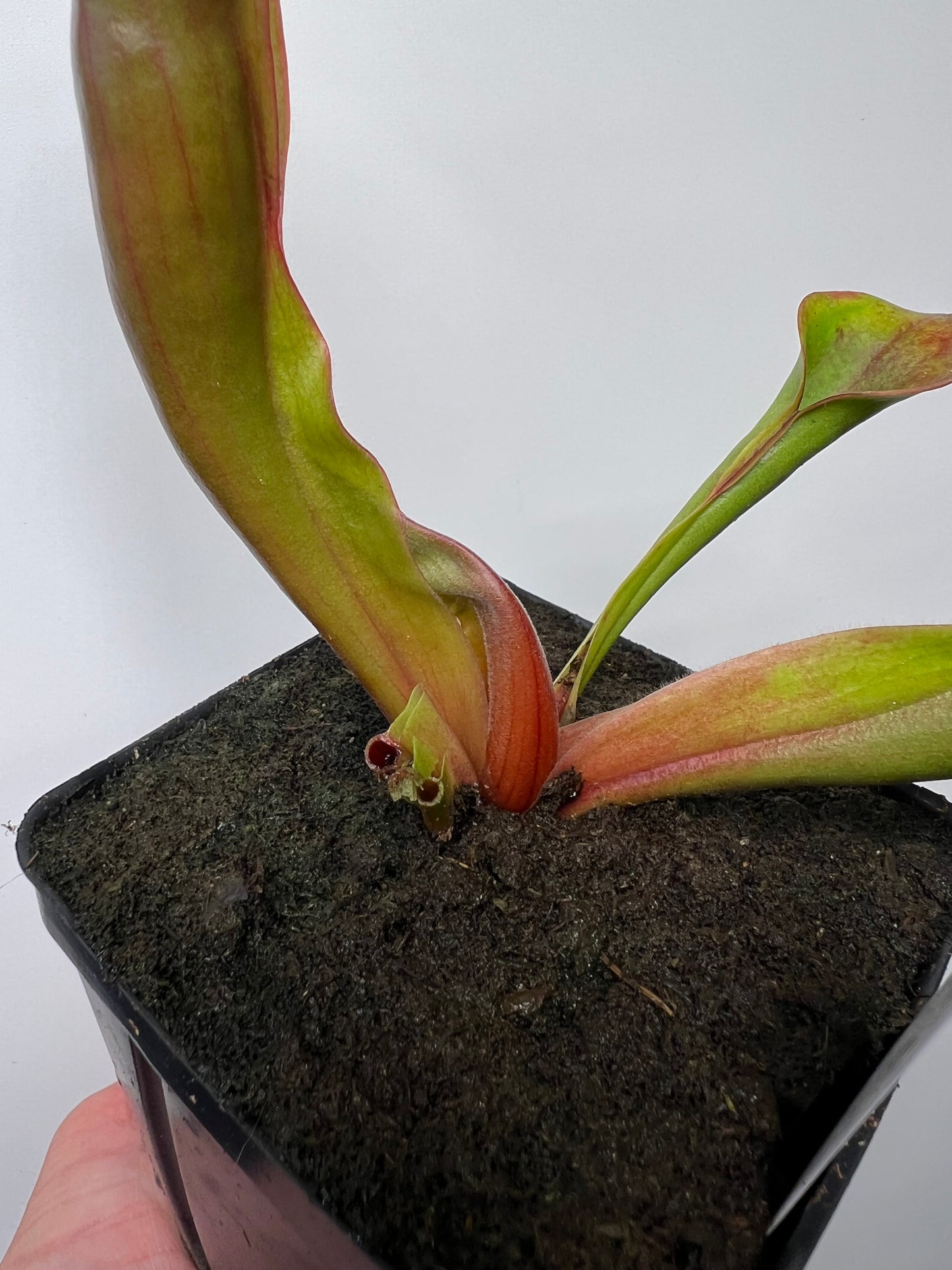 Heliamphora x “Tequila”