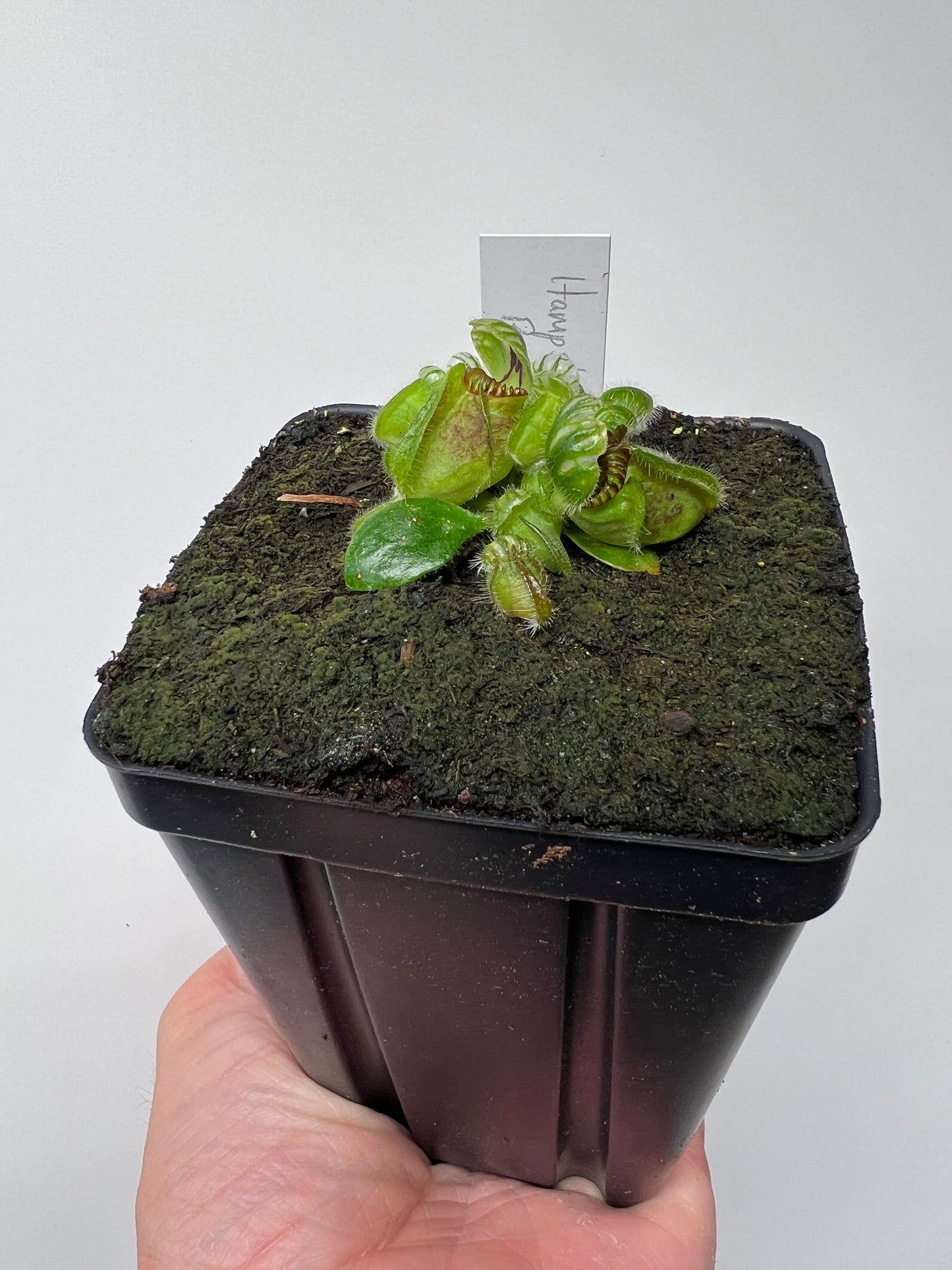 Cephalotus follicularis “Hampshire Red”