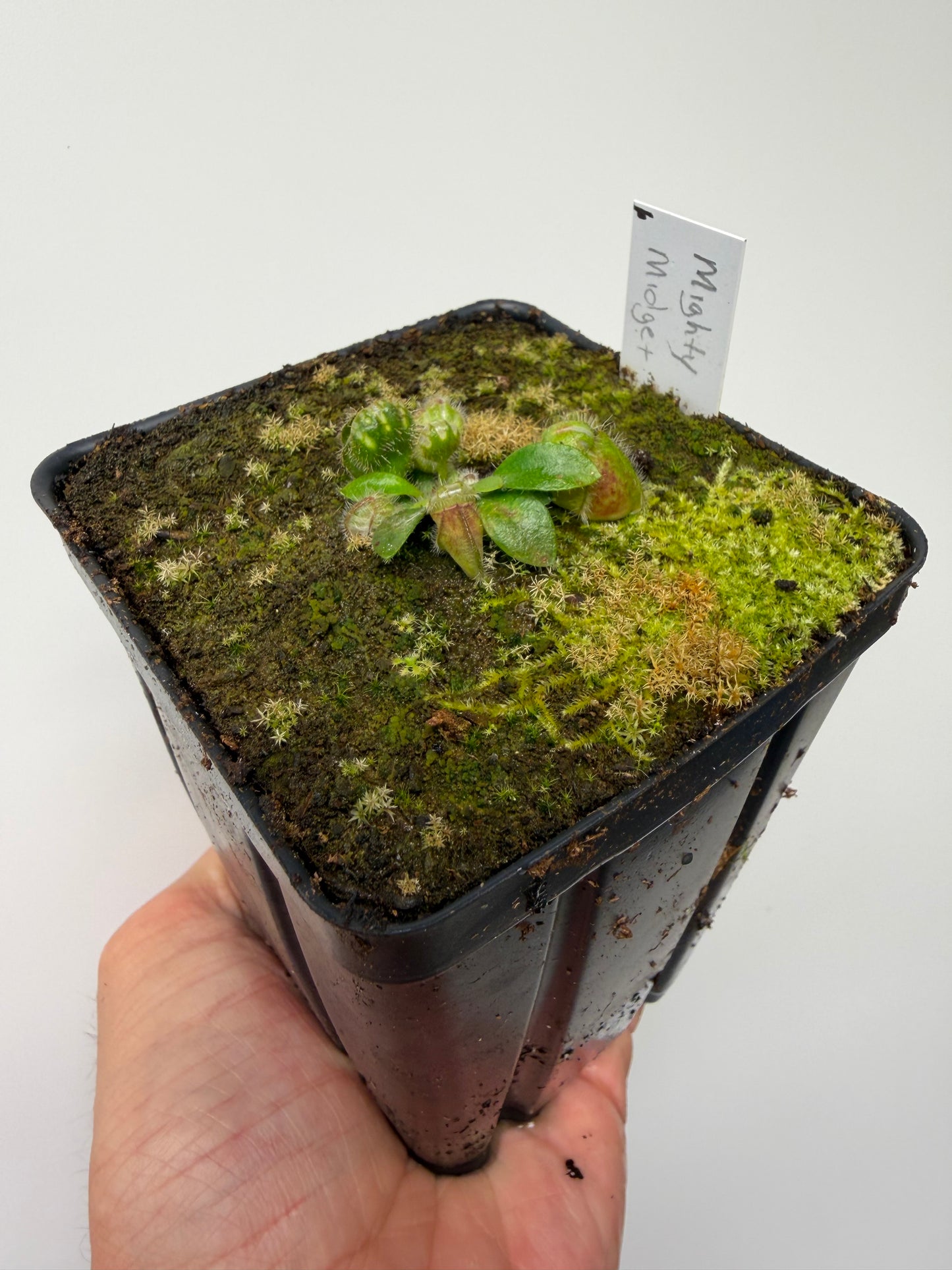 Cephalotus follicularis “Mighty Midget” - *Rare* (6)