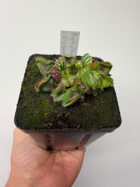 Cephalotus follicularis “Purple/Black” - Eric Smooth #6