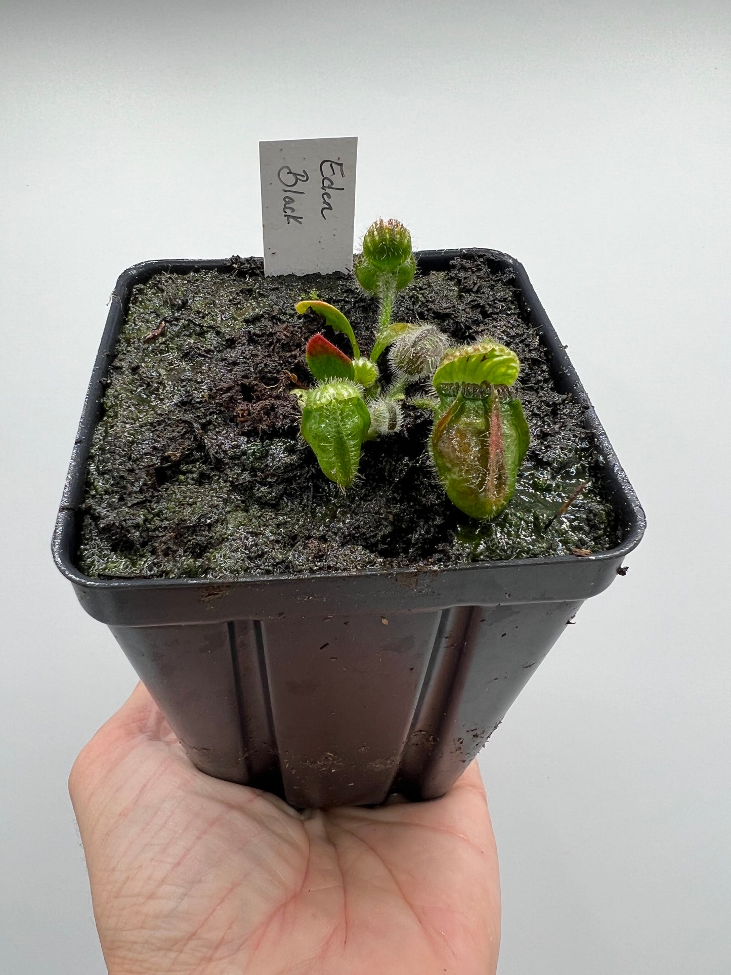 Cephalotus follicularis ‘Eden Black’ - *Rare* - [Large Division]
