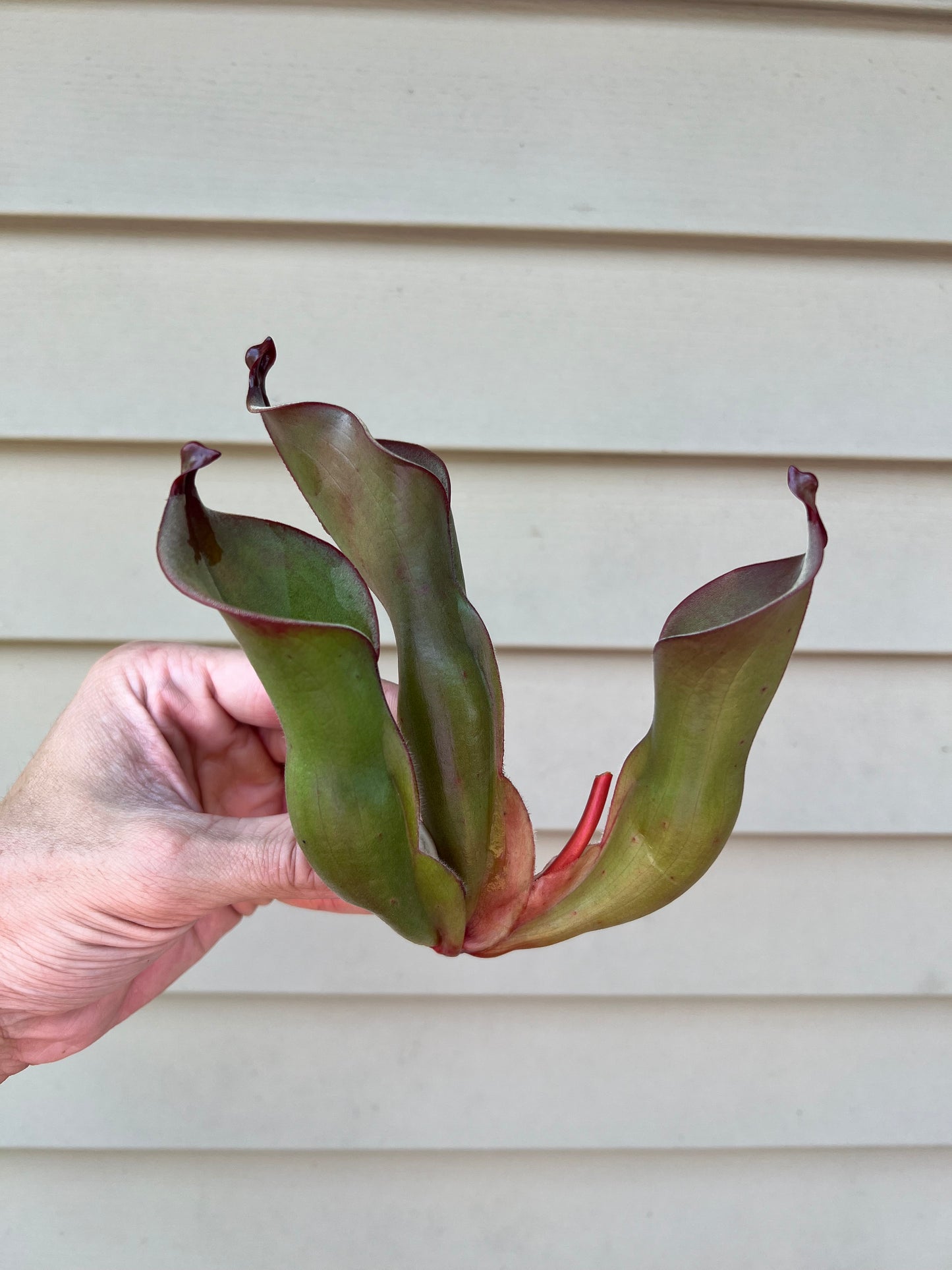 Heliamphora spec. Akopan x (heterodoxa x ionasi) #1 - Fresh Division (E)