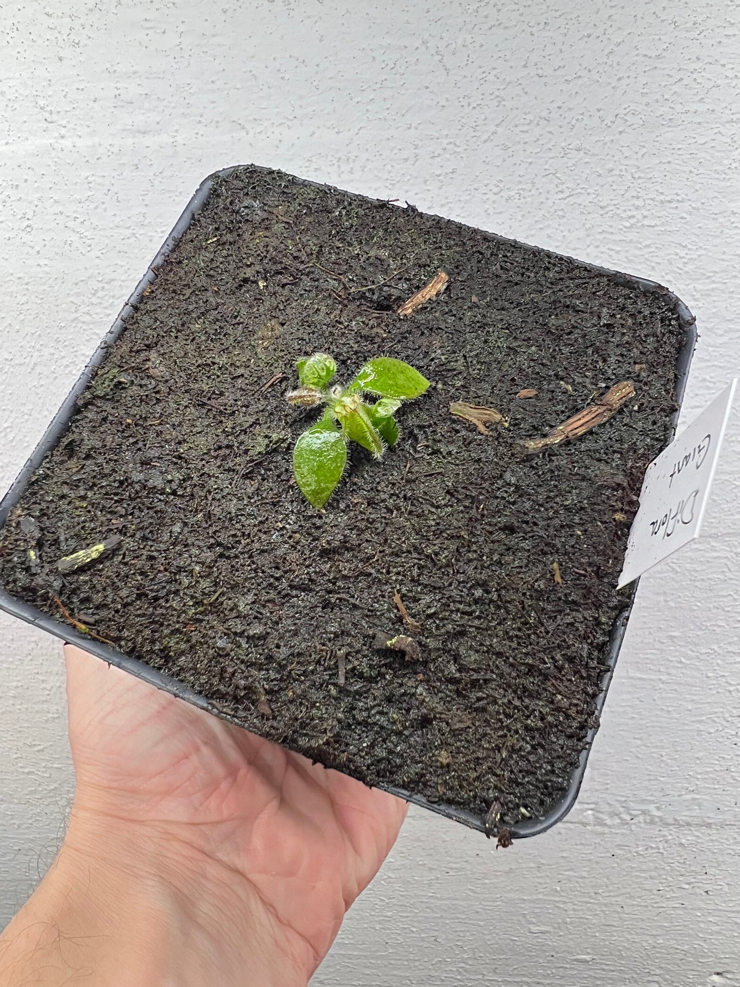 Cephalotus follicularis “Diflora giant” - *Rare*