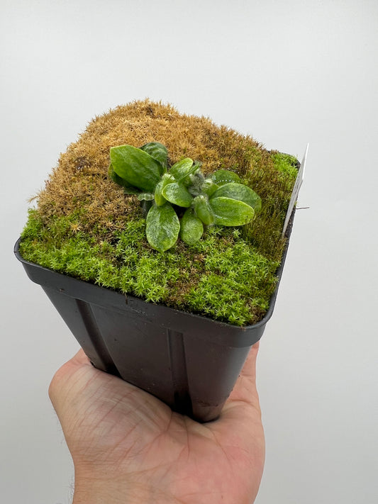Cephalotus follicularis “Martin Stöckl”