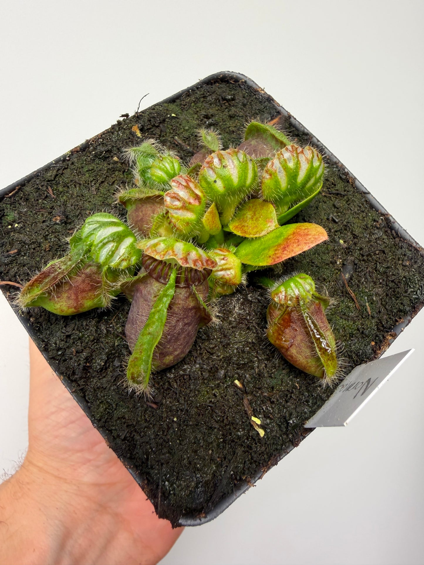 Cephalotus follicularis “Norma”