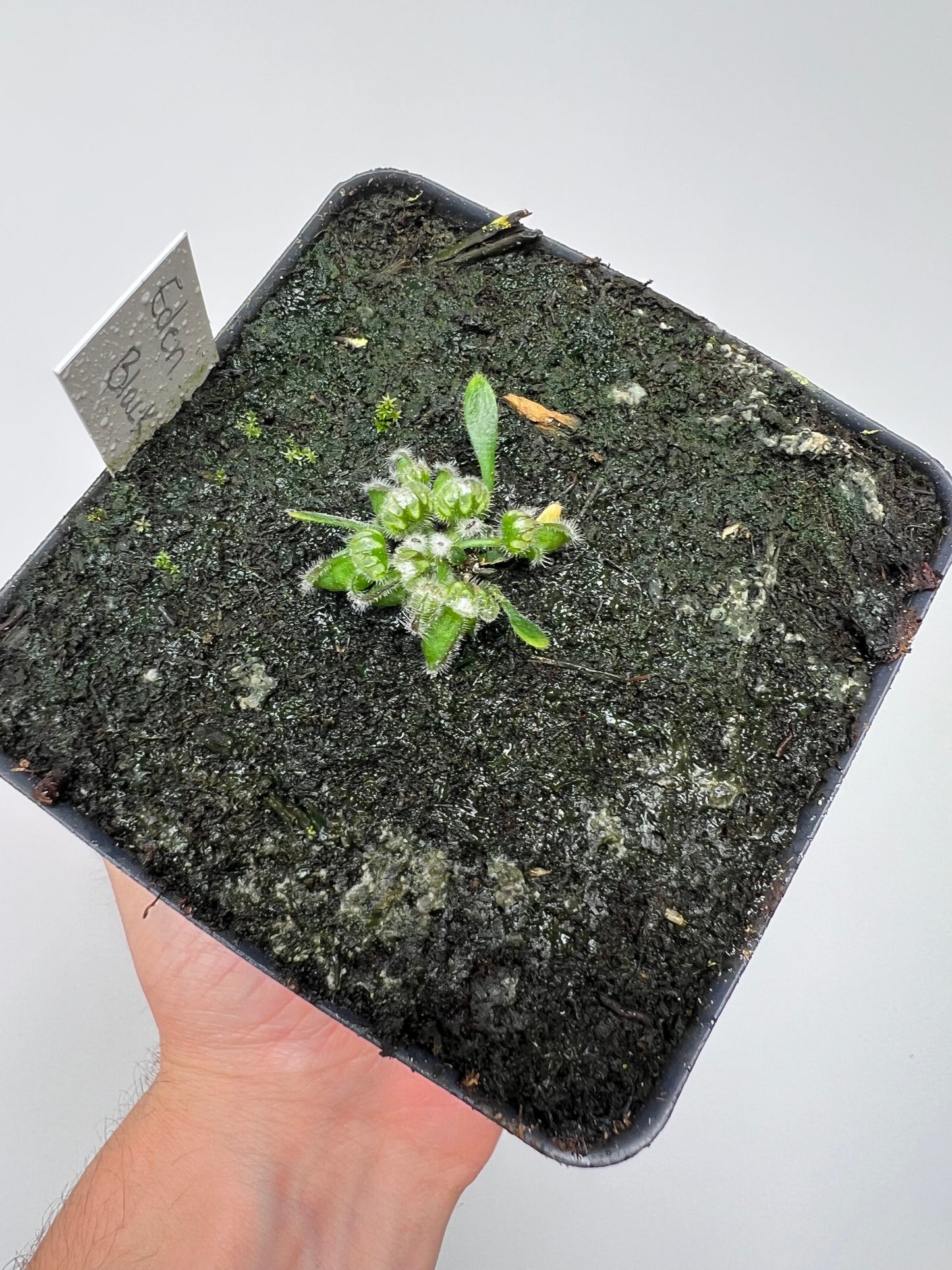 Cephalotus follicularis ‘Eden Black’ - *Rare* (small)