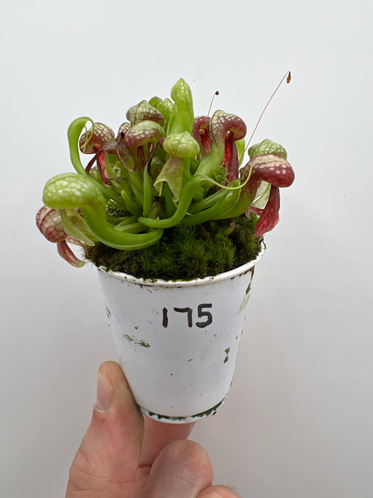Darlingtonia californica (Cobra Pitcher Plant) - Seed Grown #175