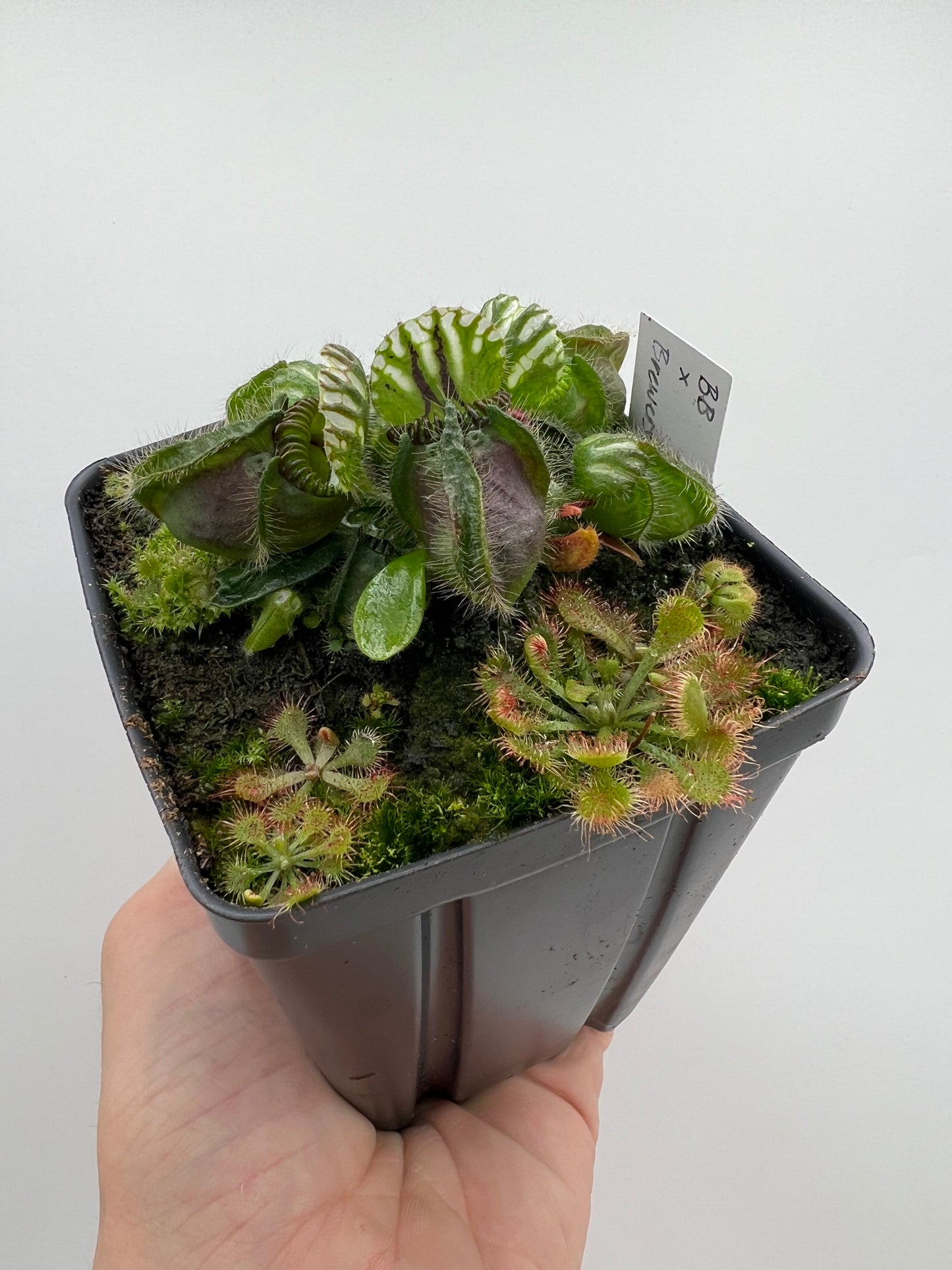 Cephalotus follicularis “Brewers Beauty” x “Brewers”