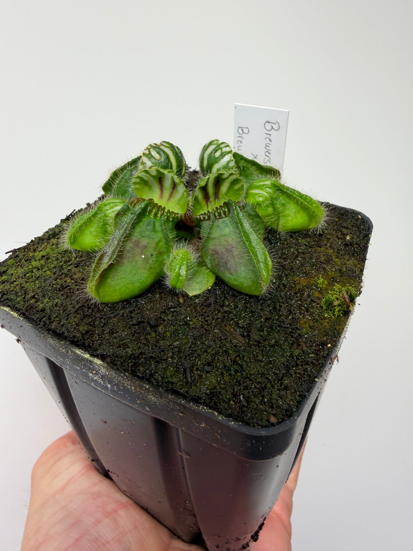 Cephalotus follicularis “Brewers Beauty” x “Brewers”