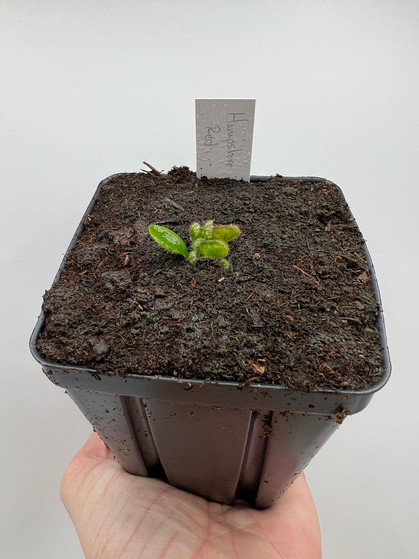 Cephalotus follicularis “Hampshire Red”