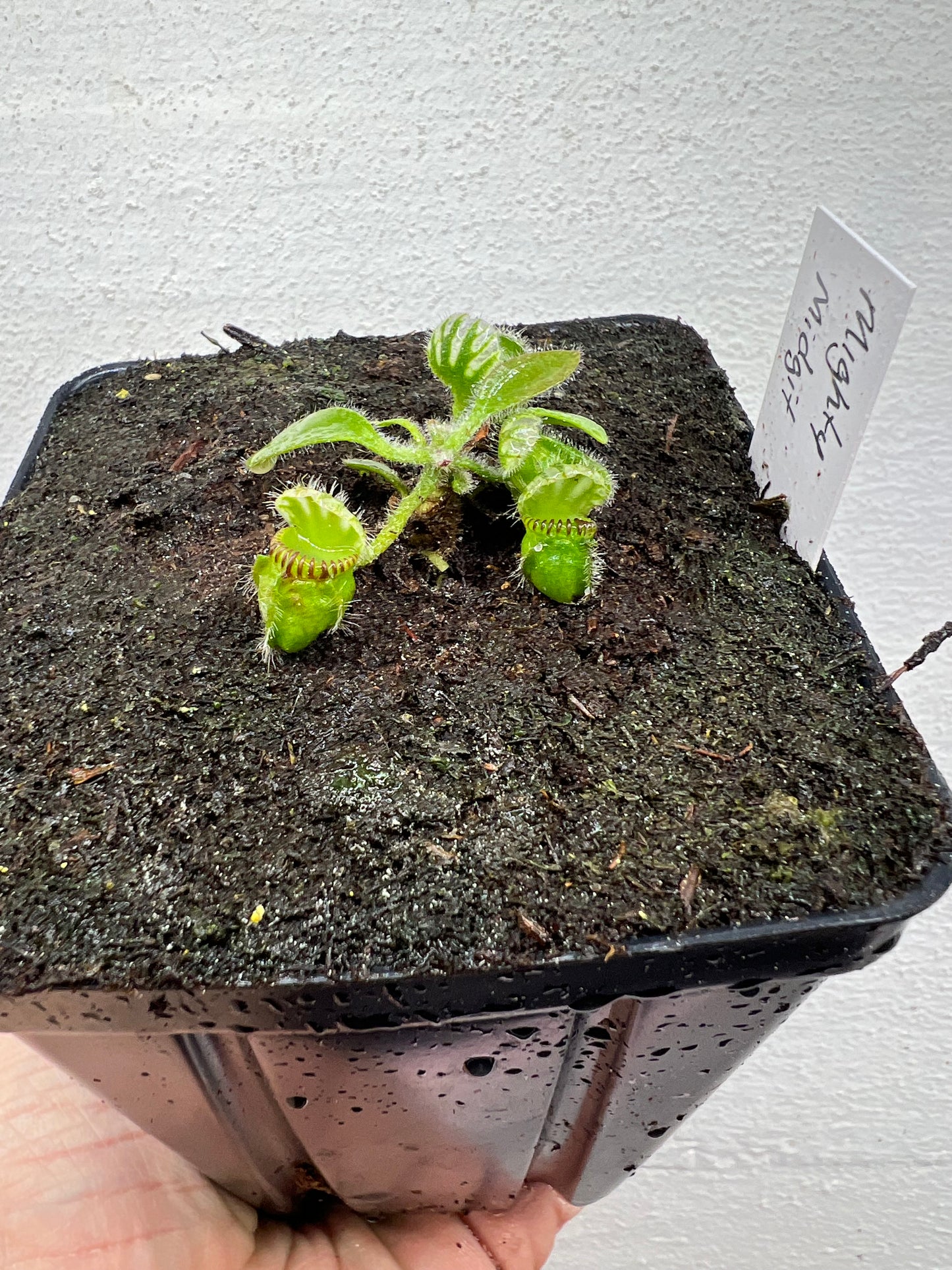 Cephalotus follicularis “Mighty Midget” - *Rare*