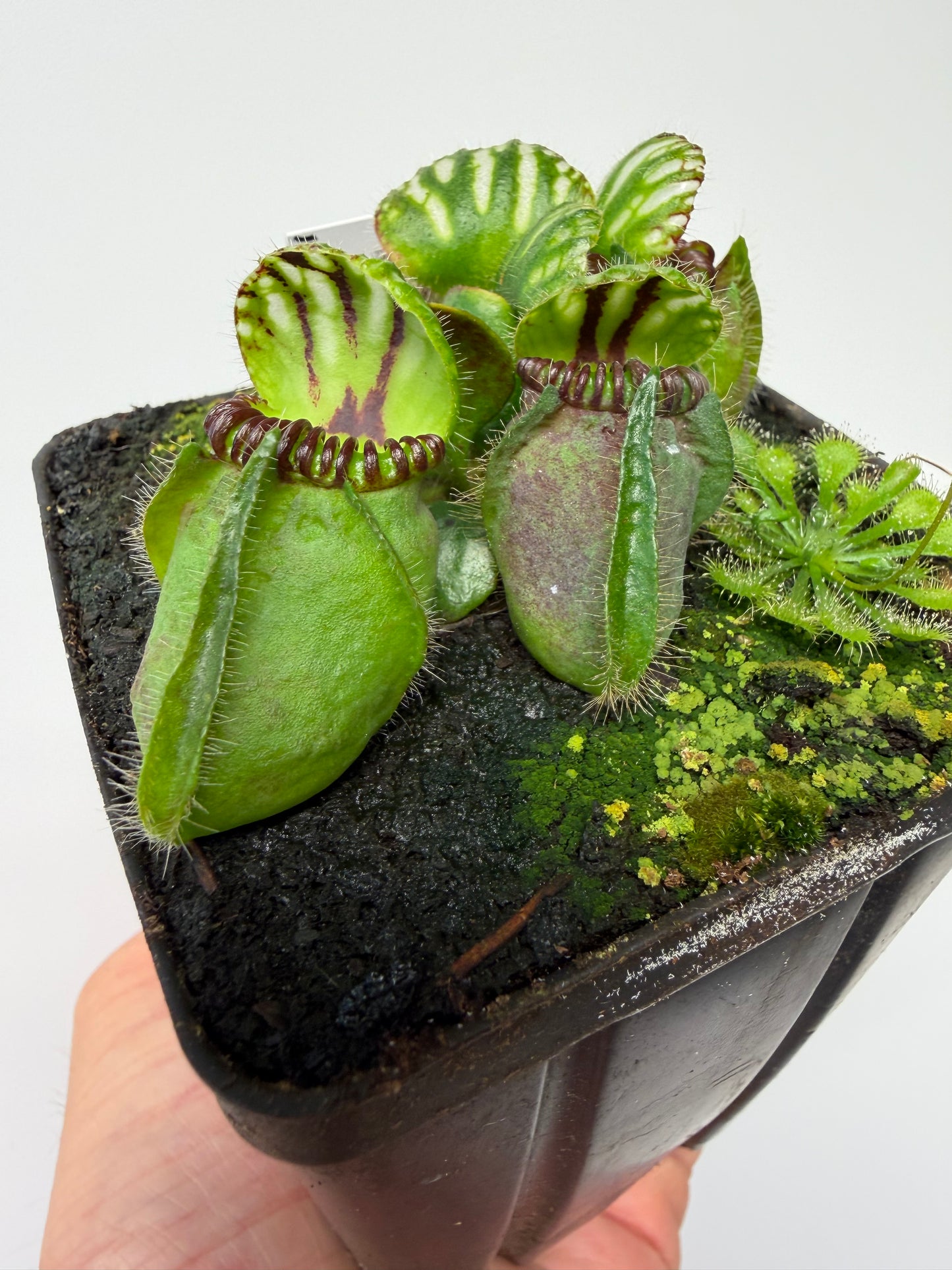 Cephalotus follicularis “Broke Inlet” (12)