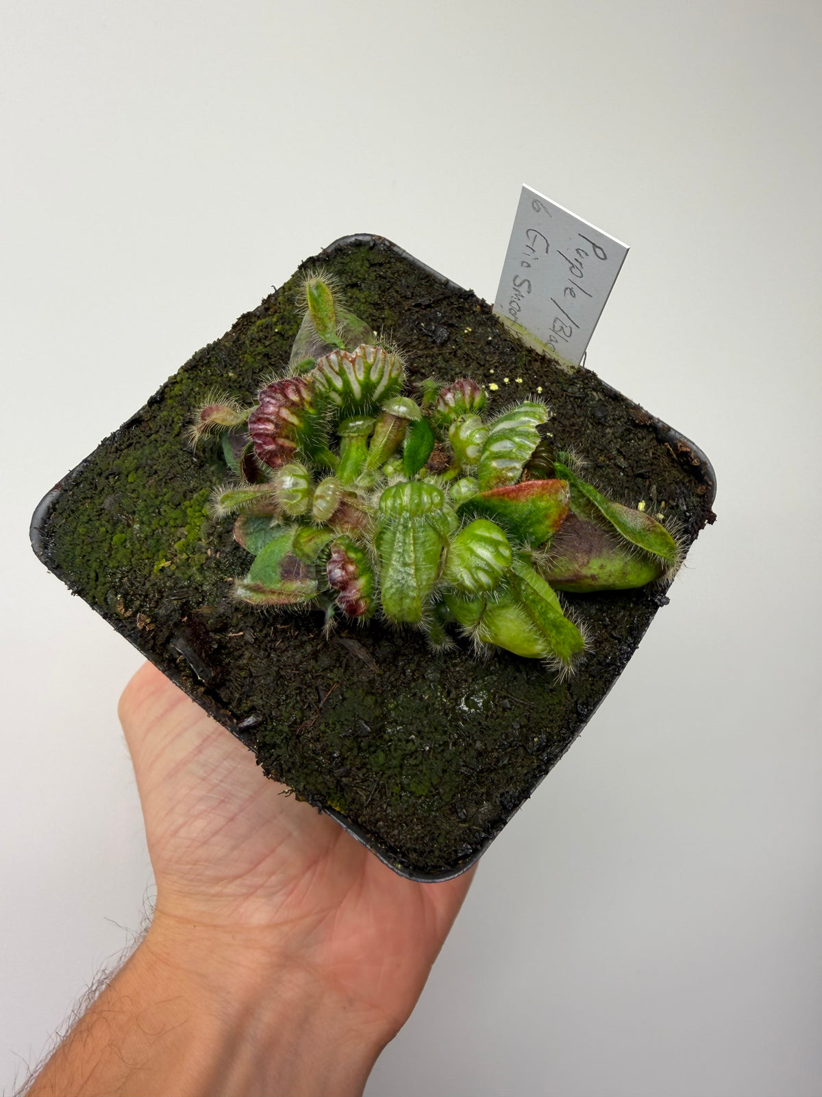Cephalotus follicularis “Purple/Black” - Eric Smooth #6