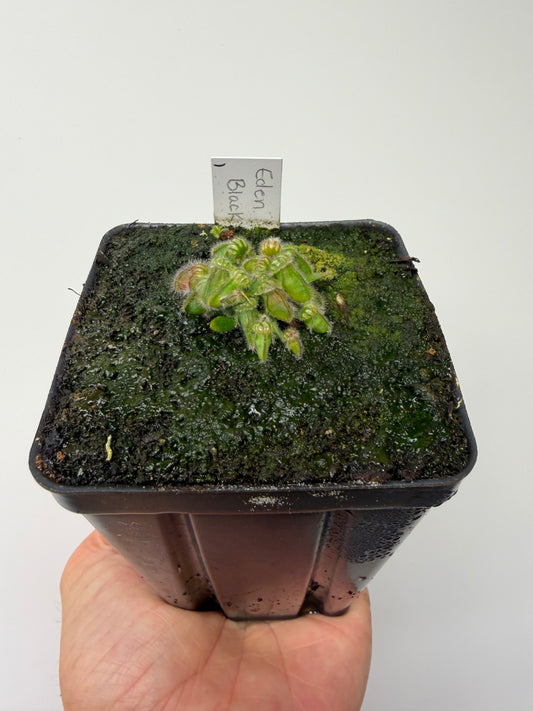 Cephalotus follicularis ‘Eden Black’ - *Rare* (1)