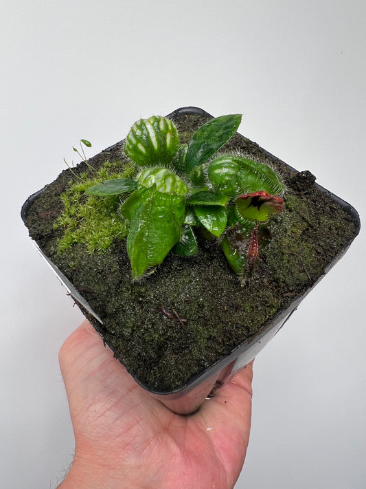 Cephalotus follicularis “Hampshire Red”