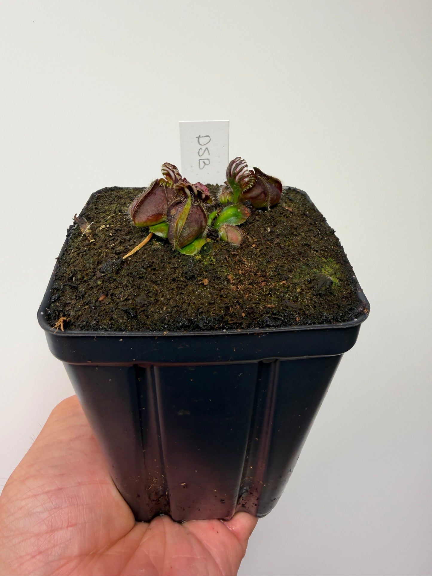 Cephalotus follicularis “David Švarc Black” - *Rare* (8)