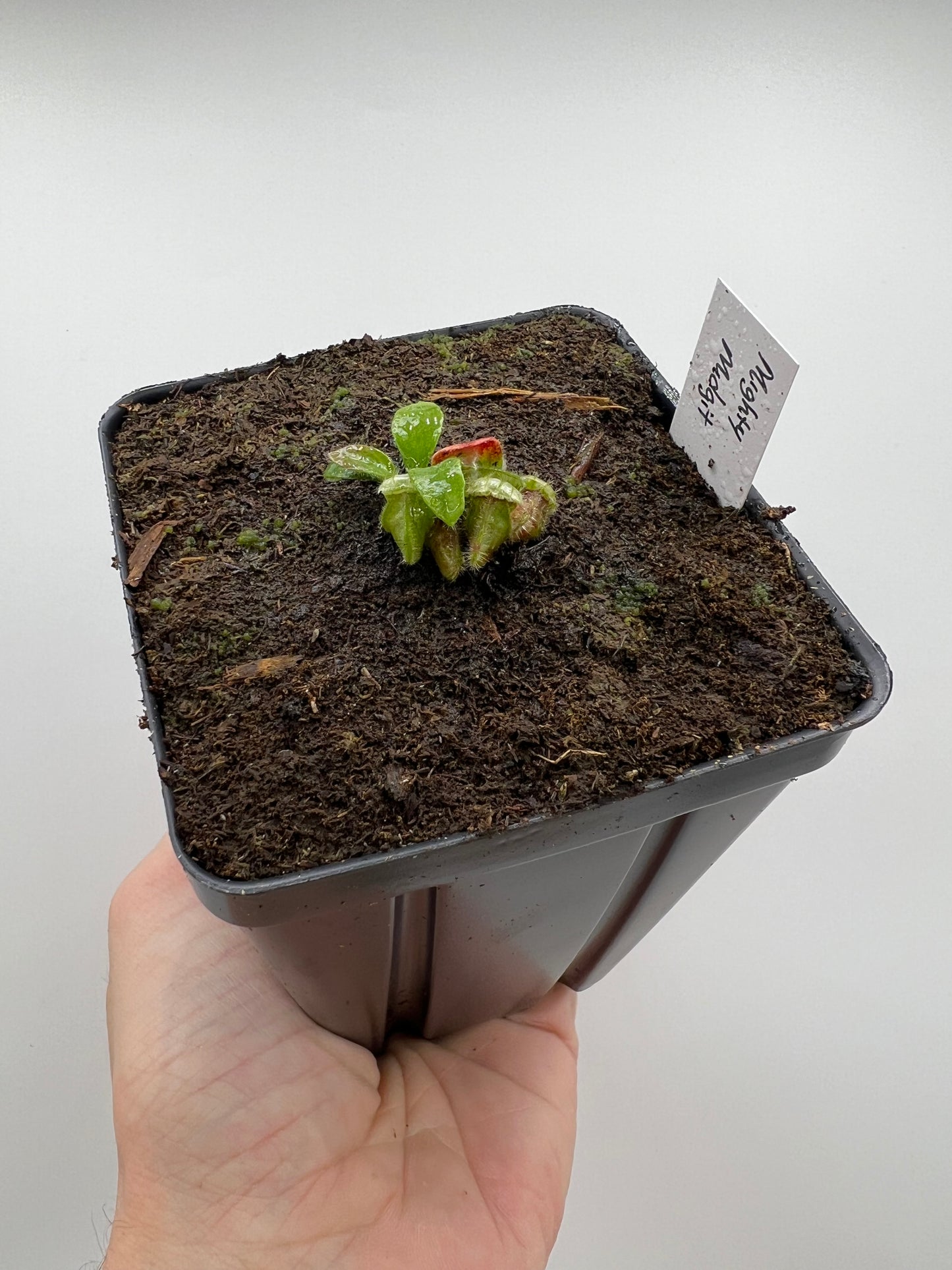 Cephalotus follicularis “Mighty Midget” - *Rare*