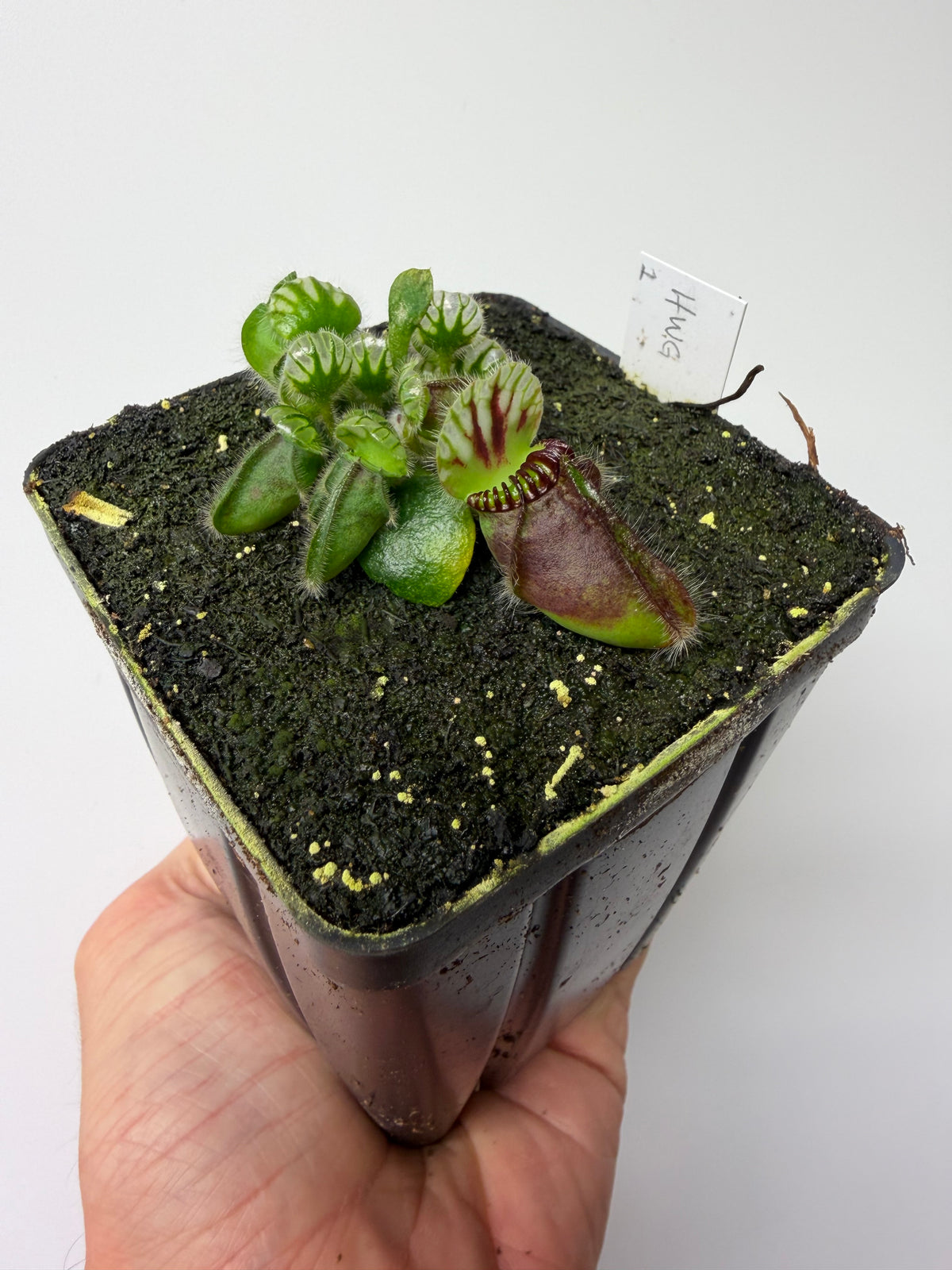 Cephalotus follicularis “Harald Weiner Giant” (aka True Giant) #1 - *Rare*