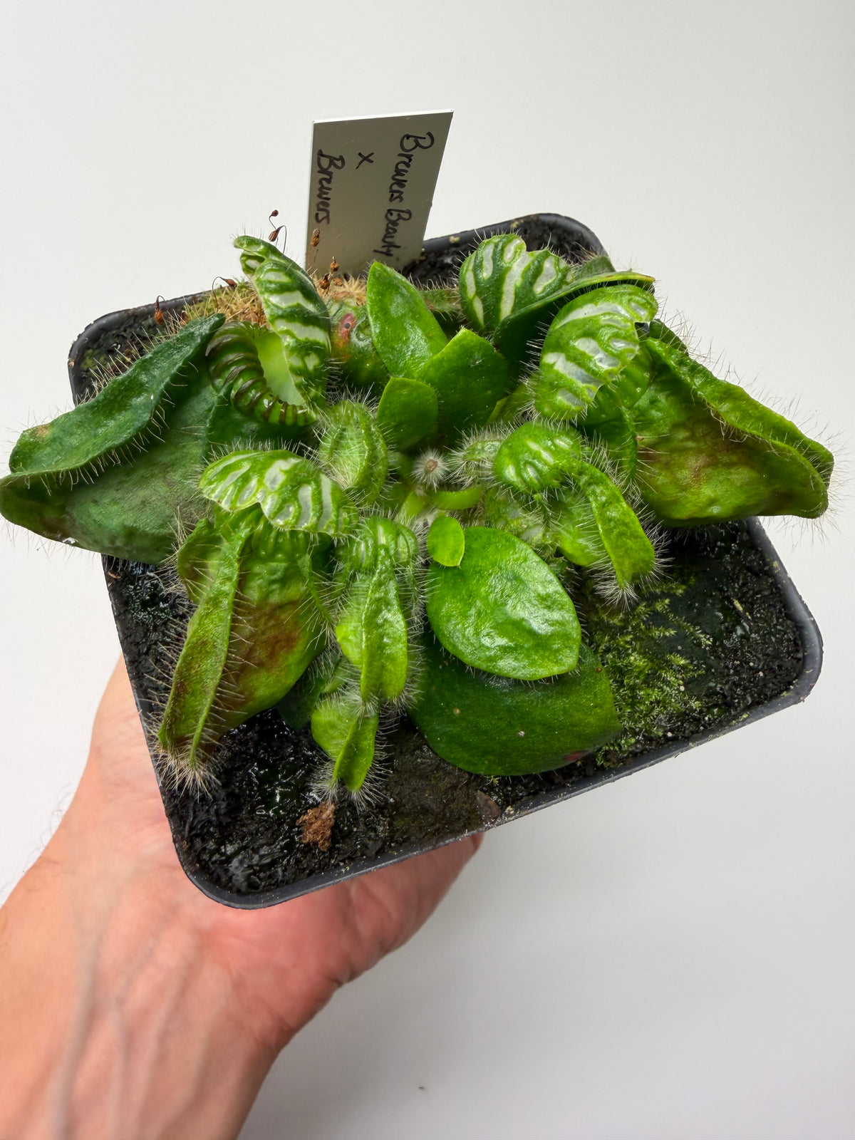 Cephalotus follicularis “Brewers Beauty” x “Brewers”