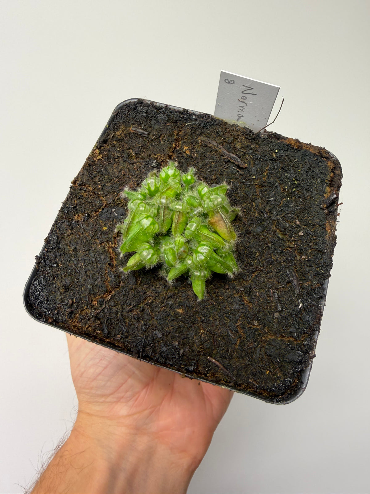 Cephalotus follicularis “Norma” #8