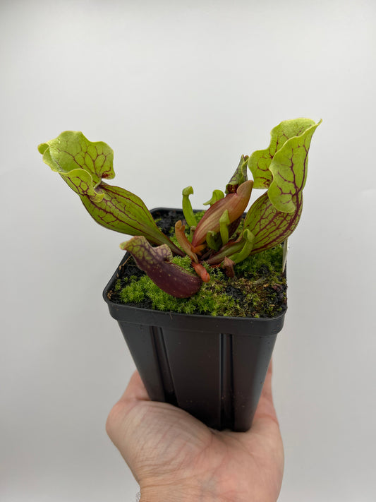 Sarracenia purpurea ssp. venosa (Tattnall Co, GA) - Seed Grown