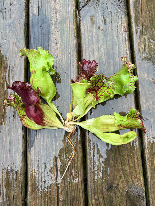 Sarracenia purpurea “Rufflestiltskin”