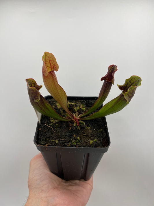Sarracenia purpurea ssp. purpurea (Bruce Co, Ontario Canada) [Marl Bog] - Seed Grown