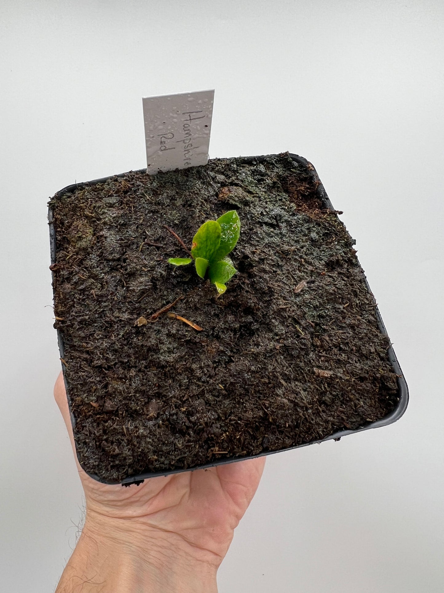 Cephalotus follicularis “Hampshire Red”