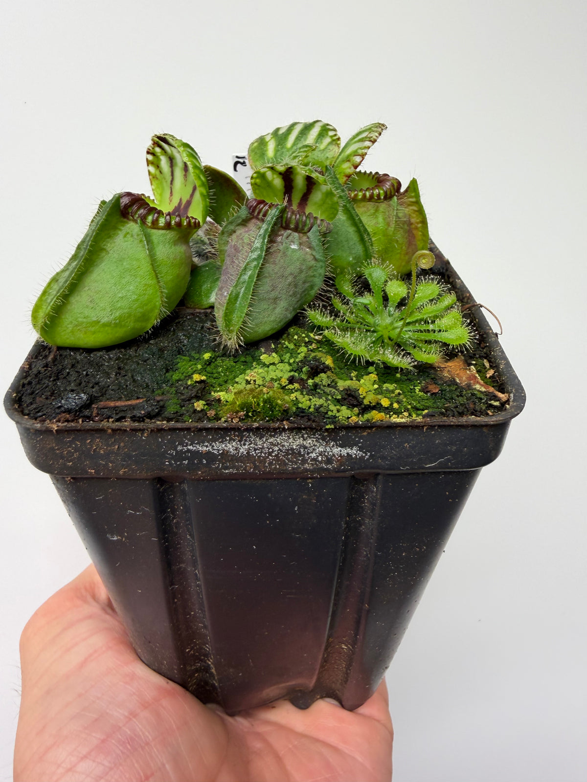 Cephalotus follicularis “Broke Inlet” (12)