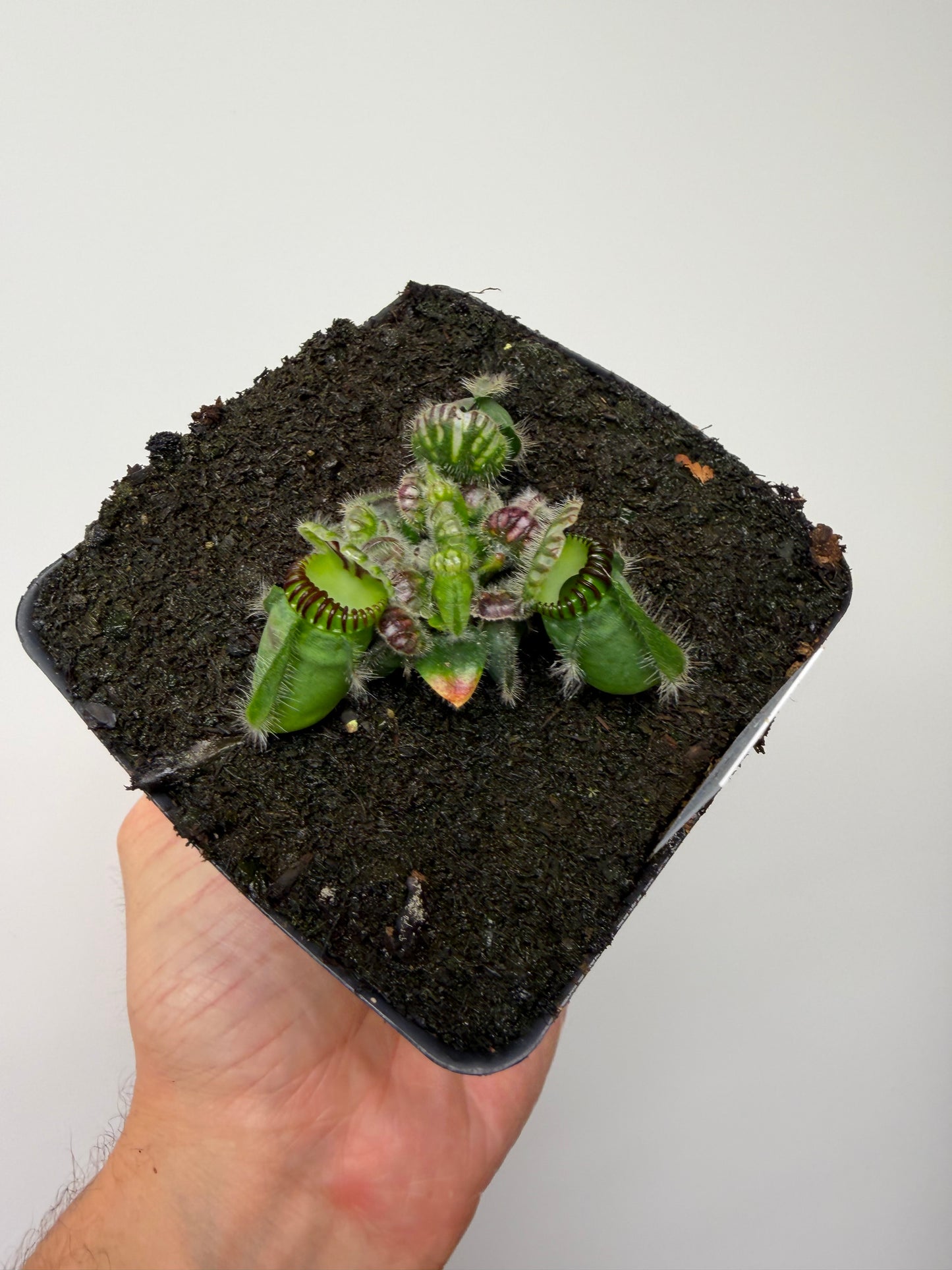 Cephalotus follicularis ‘Eden Black’ - *Rare* (5)