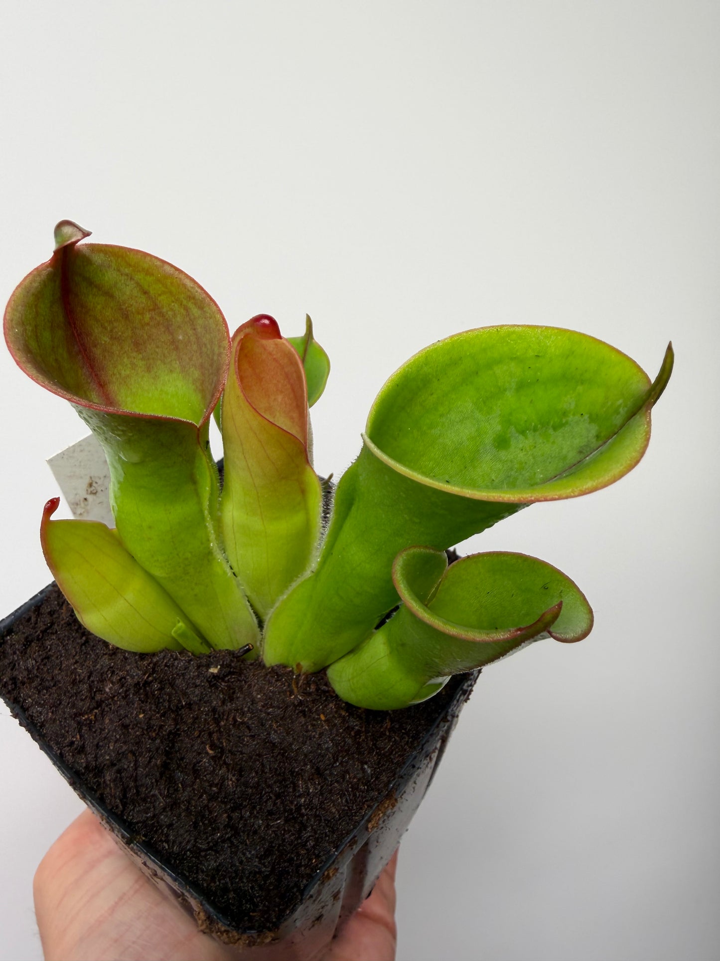 Heliamphora heterodoxa x minor