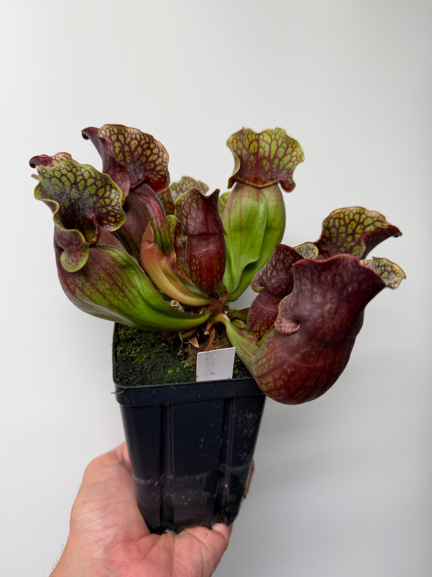 Sarracenia purpurea ssp. purpurea (Centre Co, PA) - XXL Seed Grown #120