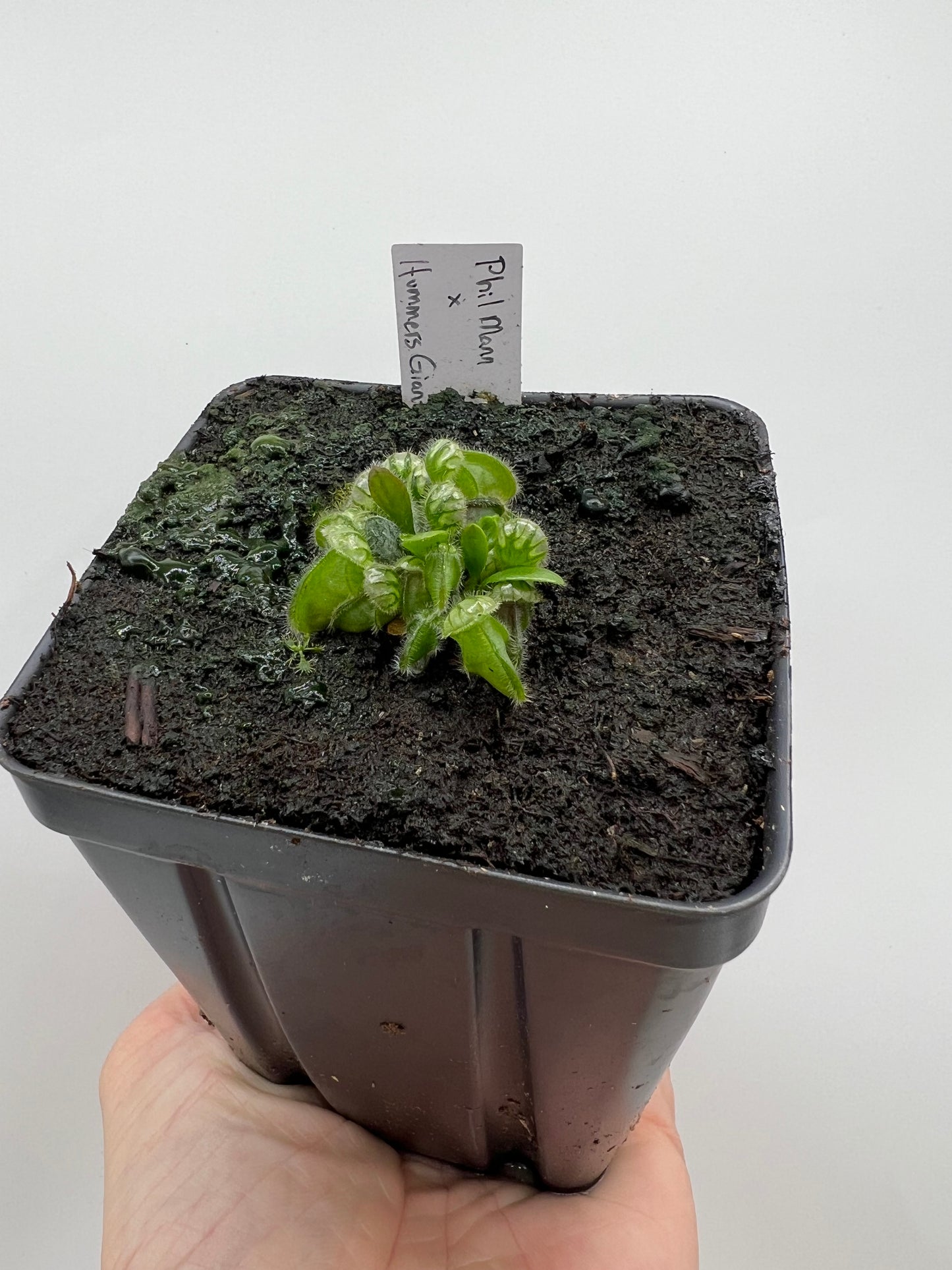 Cephalotus follicularis “Phil Mann” x “Hummers Giant”