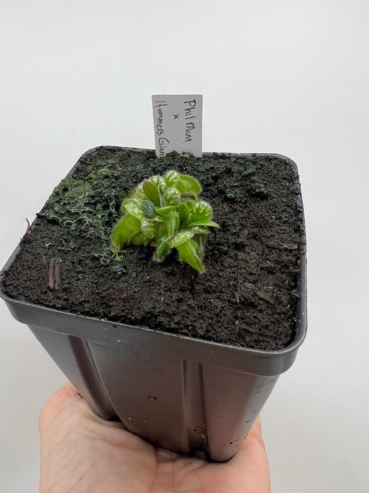 Cephalotus follicularis “Phil Mann” x “Hummers Giant”