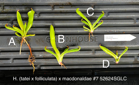 Heliamphora (tatei x folliculata) x macdonaldae #7 52624SGLC - Fresh Divisions