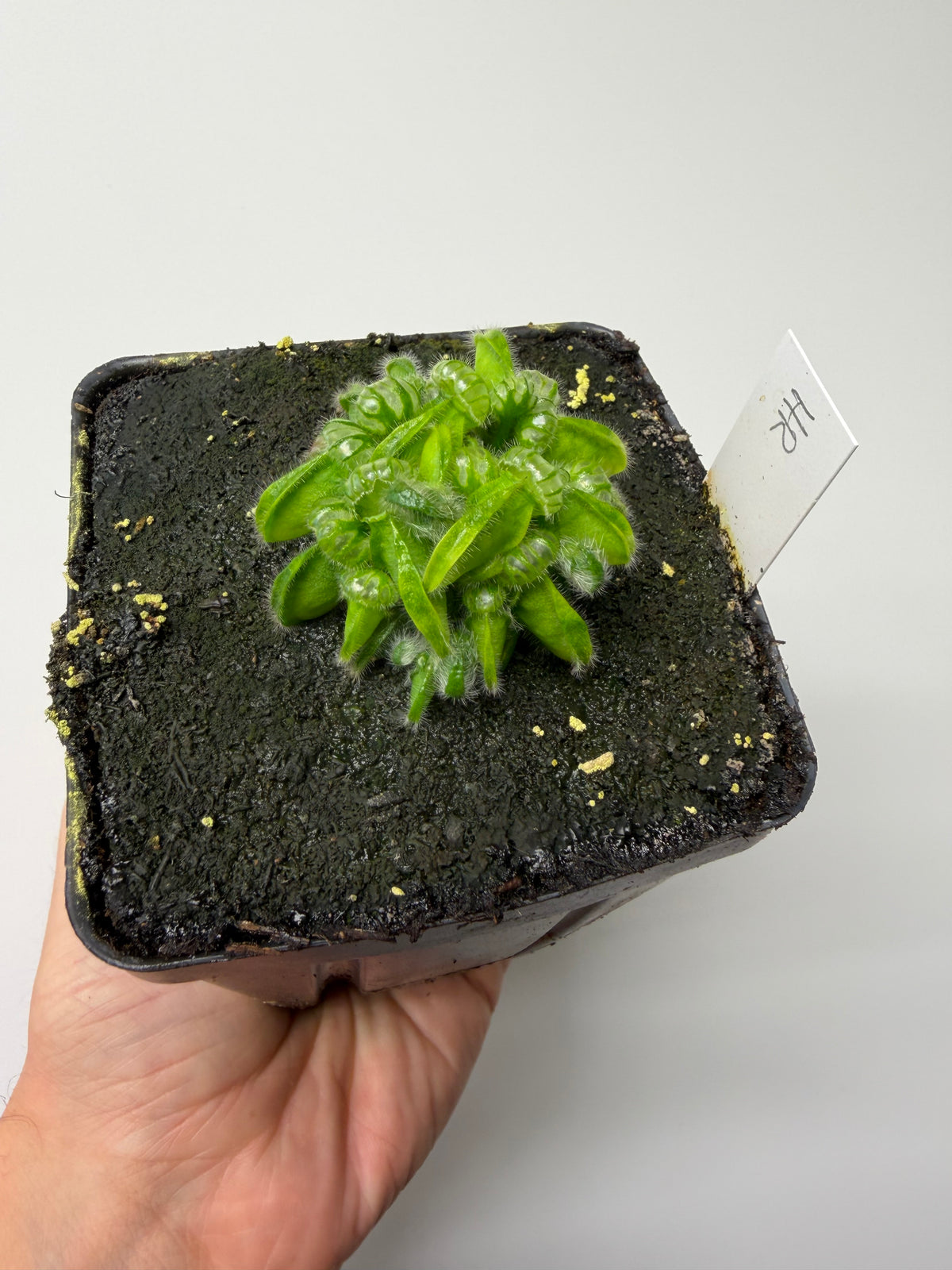 Cephalotus follicularis “Hampshire Red” #11