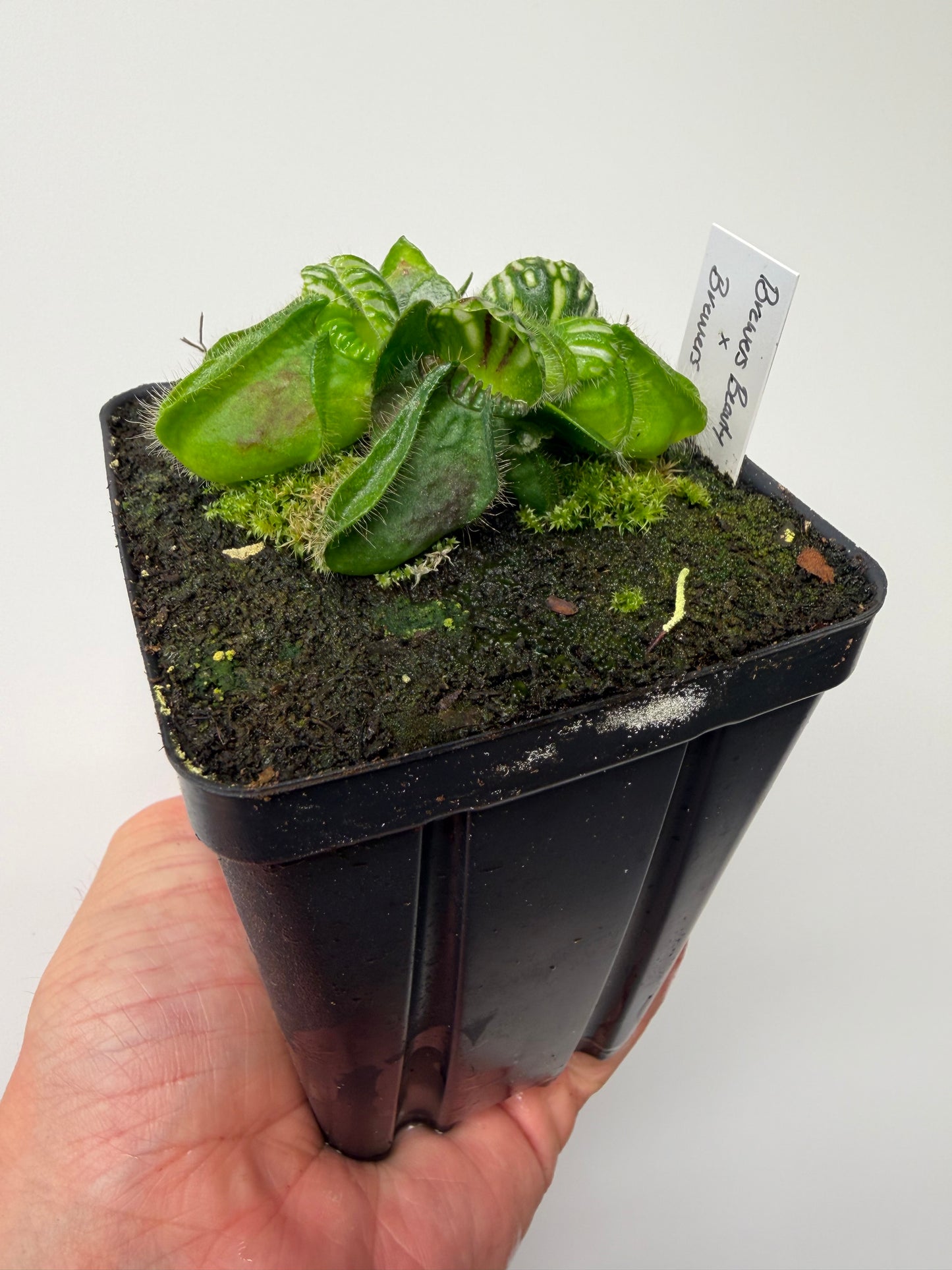 Cephalotus follicularis “Brewers Beauty” x “Brewers”