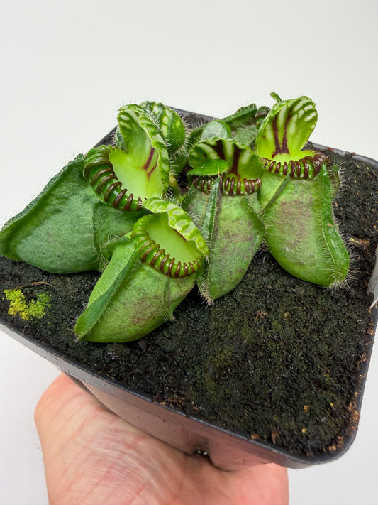 Cephalotus follicularis “Broke Inlet” (14)
