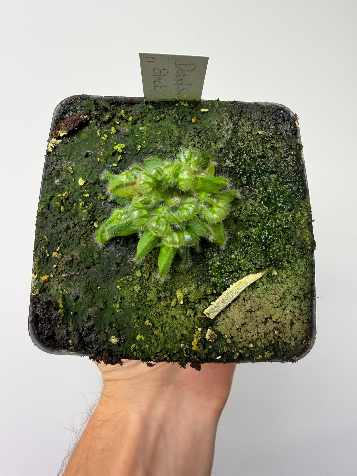 Cephalotus follicularis “David Švarc Black” #11 - *Rare*