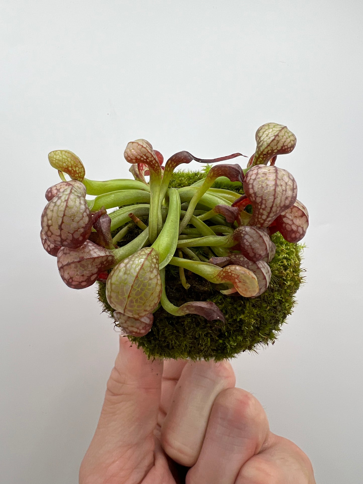 Darlingtonia californica (Cobra Pitcher Plant) - Seed Grown #168