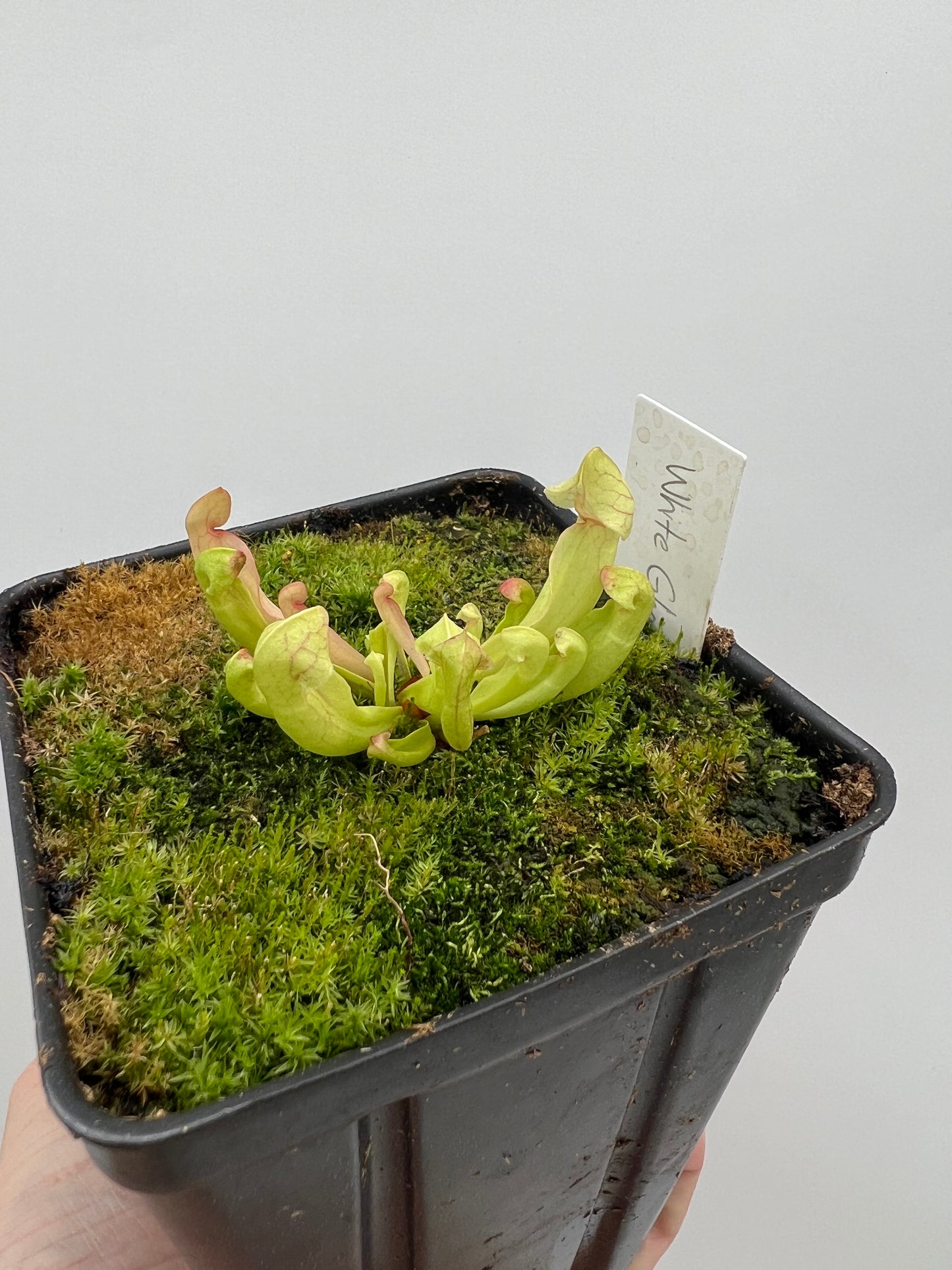 Sarracenia purpurea ssp. venosa “White Ghost” - Araflora