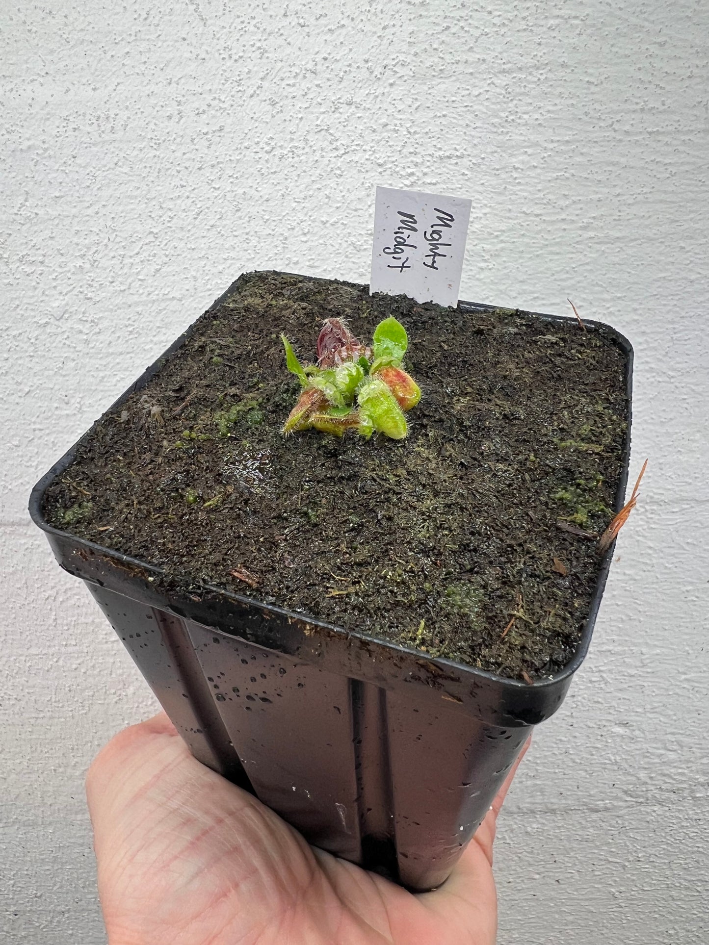 Cephalotus follicularis “Mighty Midget” - *Rare*