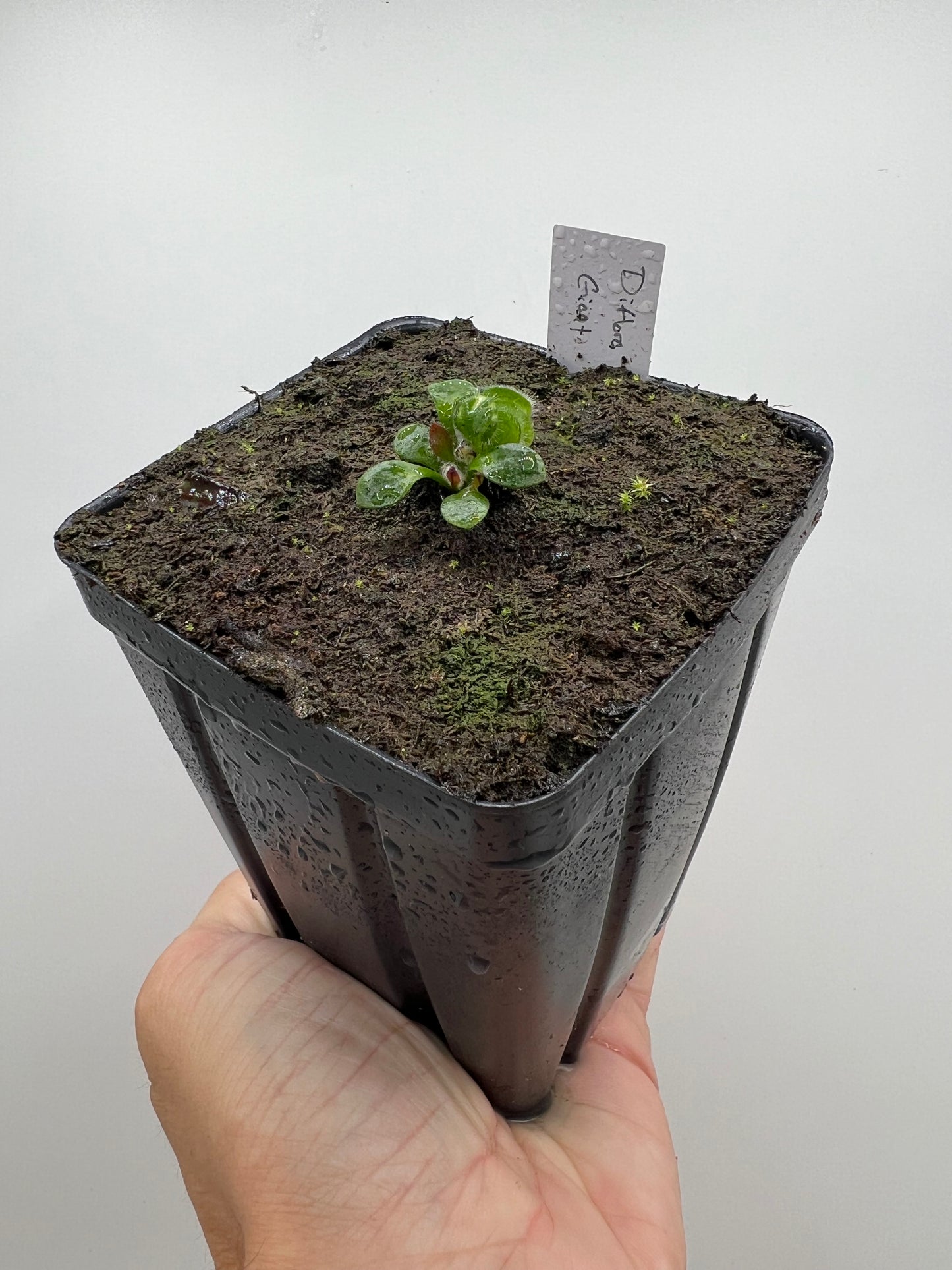 Cephalotus follicularis “Diflora giant”