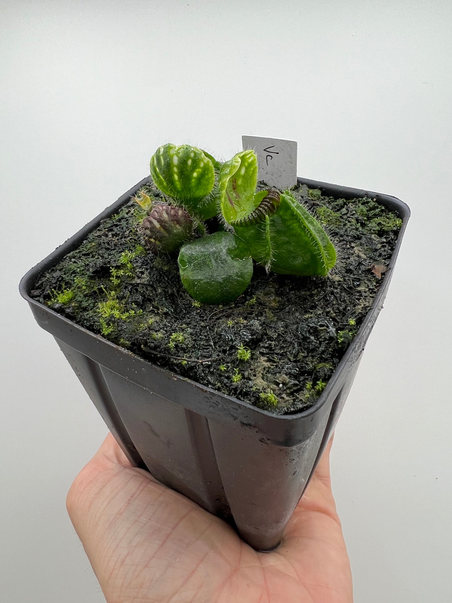 Cephalotus follicularis “Vigorous Clumping” - Stephen Morley