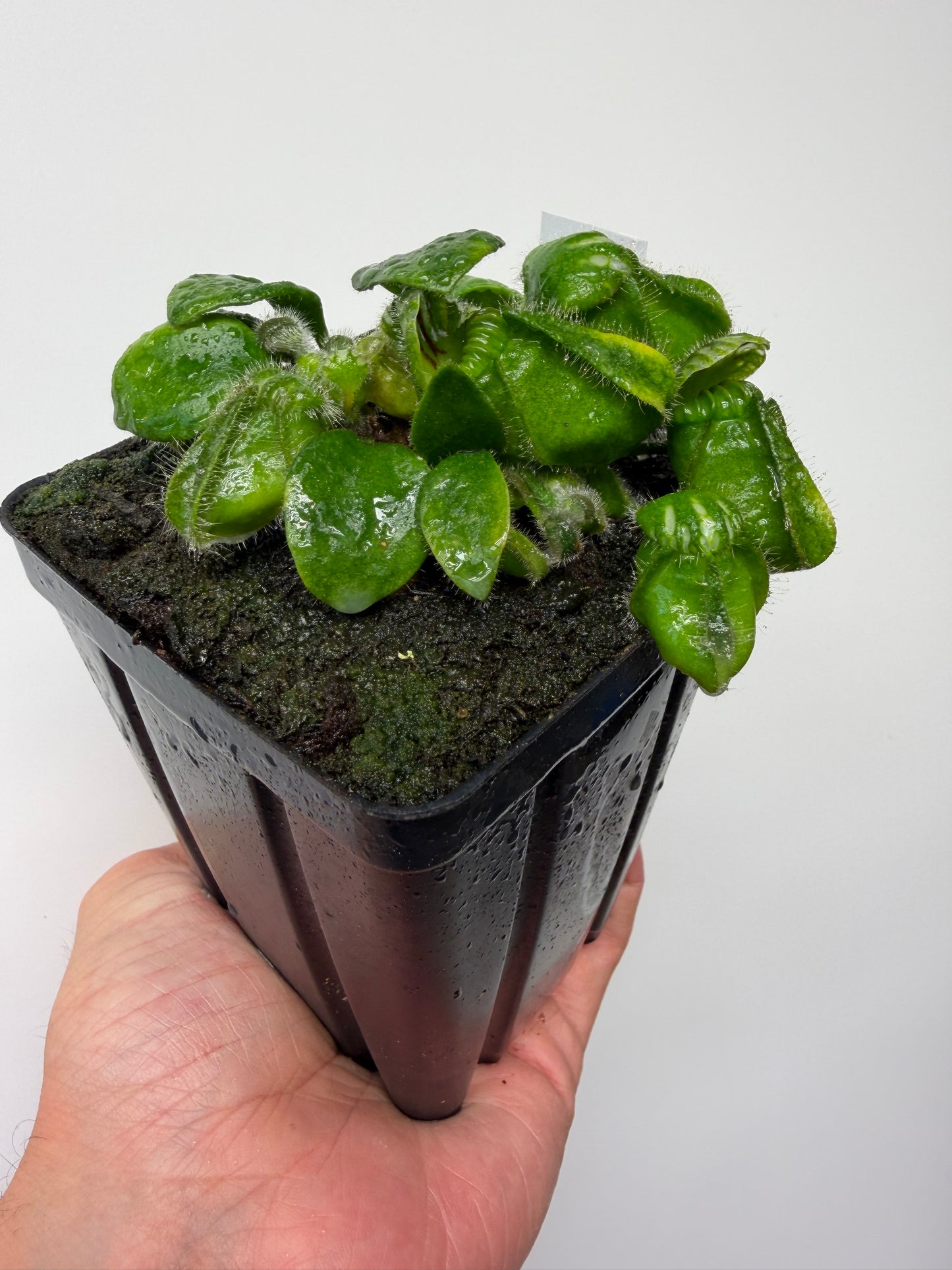 Cephalotus follicularis “Czech Giant”