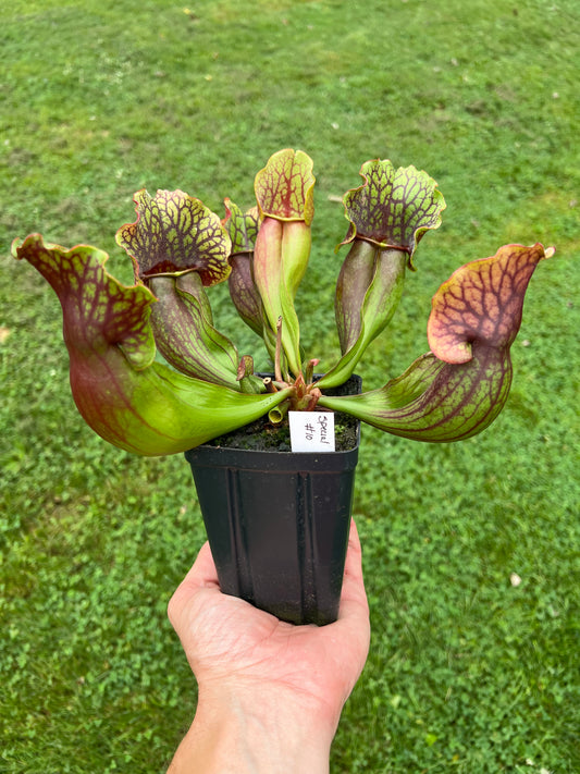 Sarracenia purpurea ssp. purpurea “Special” #10